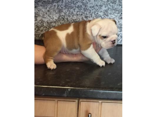 Këlyshë Bulldog për Shitje